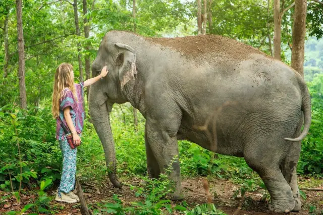 Chiang Mai Elephant Interaction