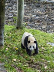 Гигантский панда-национальный парк