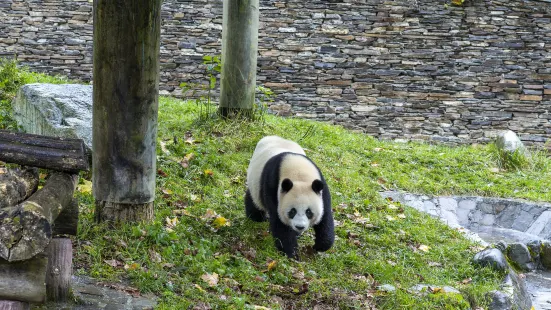 Giant Panda National Park