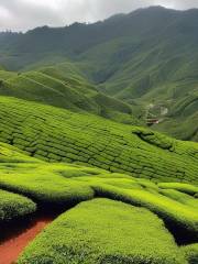 Bharat Tea Plantations Sdn. Bhd.