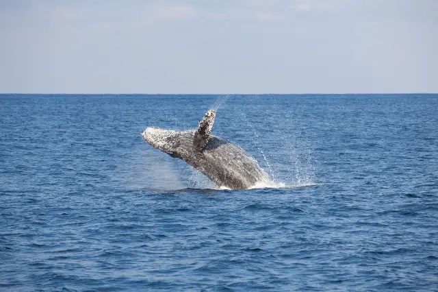 Whale Watching At Sea in Naha