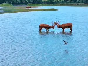 Yellow Sea Wild Deer Marshes