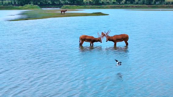 Yellow Sea Wild Deer Marshes