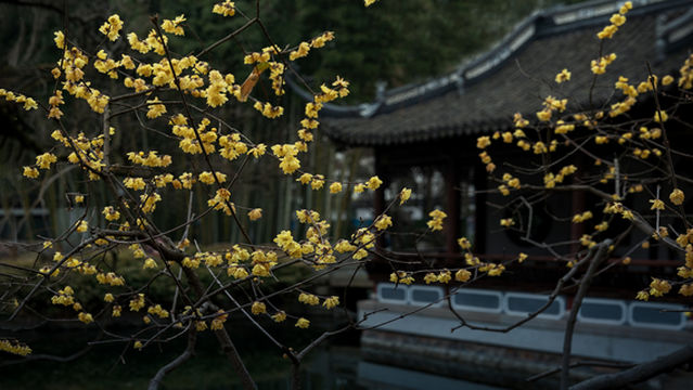 Wintersweet Viewing in Shanghai