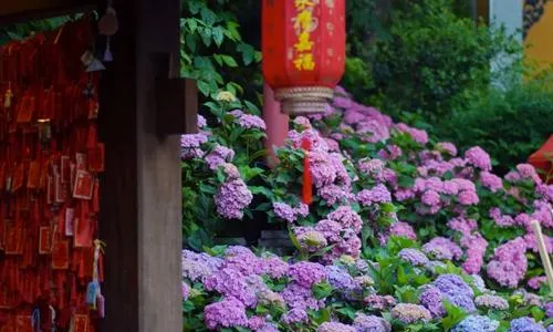 Admiring Hydrangeas in Hangzhou