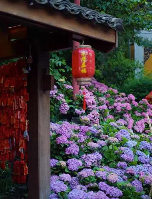Admiring Hydrangeas in Hangzhou