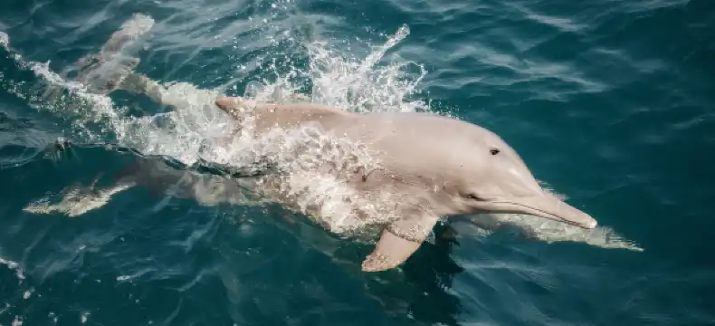 فنادق في خصب