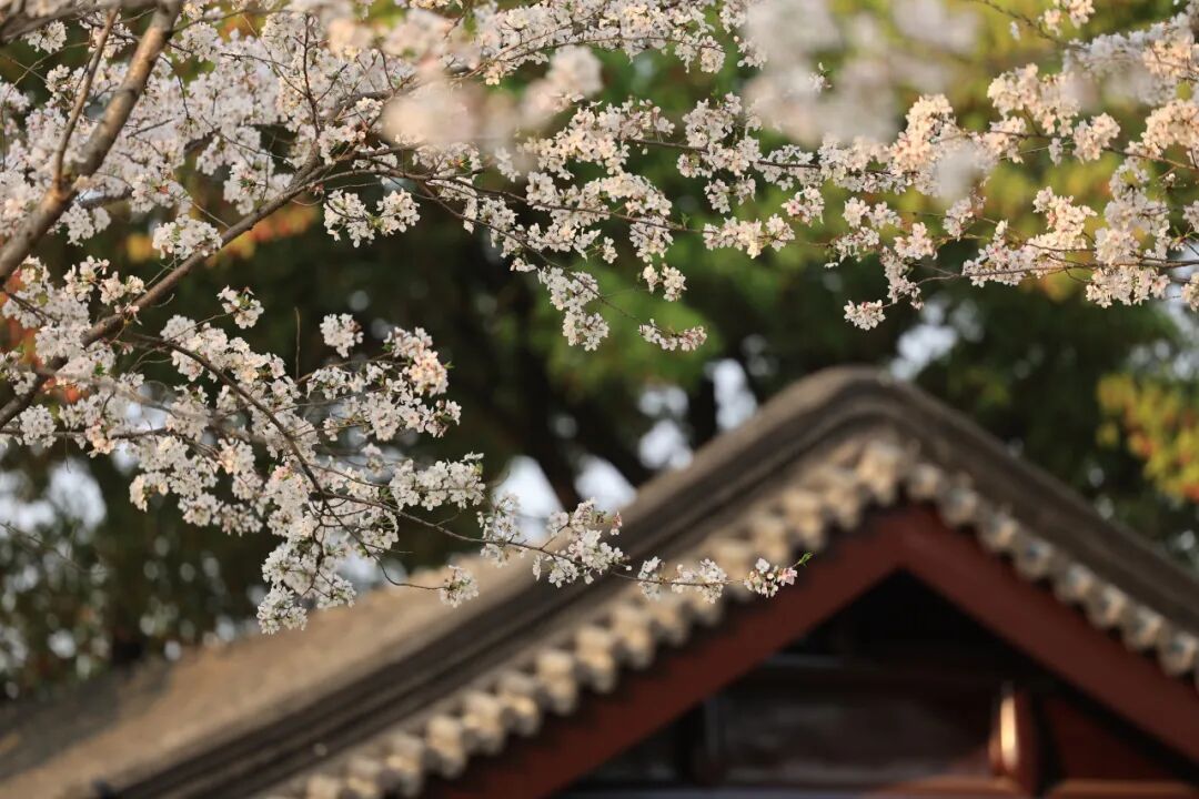 虎丘花朝節 | 蘇州