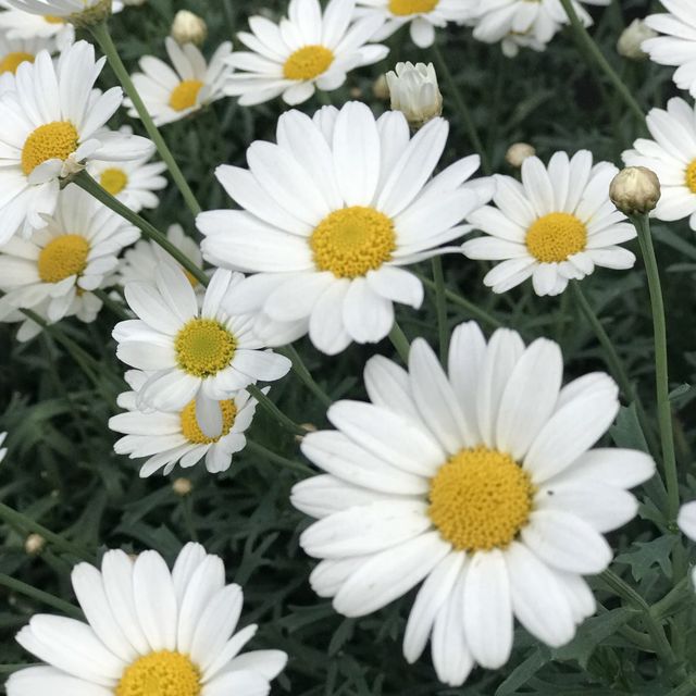 #我好掛住 欣賞「三角朱古力山」的起點