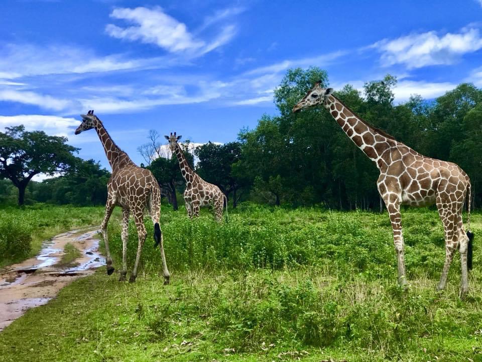 
Calauit Safari Park ซึ่งเดิมเรียกว่า Calauit Game Preserve and Wildlife Sanctuary เป็นพื้นที่ 3,700 เฮกตาร์ที่ขึ้นชื่อในเรื่องประชากรยีราฟและม้าลายที่เพิ่มจำนวนขึ้นอย่างรวดเร็ว อุทยานแห่งนี้ก่อตั้งขึ้นเมื่อวันที่ 21 สิงหาคม 1976 โดยเป็นความคิดริเริ่มของประธานาธิบดีเฟอร์ดินานด์ มาร์กอสในช่วงที่ดำรงตำแหน่งประธานาธิบดี โดยเขาได้นำสัตว์ป่าแอฟริกันจากเคนยามายังเกาะ Calauit ซึ่งเป็นเกาะที่อยู่โดดเดี่ยวในบูซวนกา

ม้าลายและยีราฟไม่ค่อยสนใจนักท่องเที่ยวมากนัก เห็นได้ชัดว่าพวกมันไม่สนใจพวกเราเลย สัตว์เหล่านี้ก็ไม่สามารถเพิกเฉยต่อสิ่งล่อใจที่เกิดจากอาหารของพวกมันได้ อุทยานแห่งนี้เปิดโอกาสให้เราได้ให้อาหารยีราฟ เมื่อไกด์นำเที่ยวยื่นกิ่งไม้จำนวนหนึ่งให้กับเรา ยักษ์ใหญ่ใจดีก็เข้ามาหาเราและก้มคอเพื่อเอื้อมไปหยิบใบไม้ เป็นการพบปะสั้นๆ กับพวกมัน #ทริปปีใหม่#ช่างภาพมือใหม่#แรงบันดาลใจในการเดินทาง#วันหยุดฤดูใบไม้ผลิ#สุขสันต์วันคริสต์มาส#คู่มือสถานที่ท่องเที่ยวที่สวยงาม#ประสบการณ์ที่น่าจดจำ#สถานที่ท่องเที่ยวในนิวยอร์ก#การเดินทางเดือนธันวาคม#จุดหมายปลายทางที่น่าไปอินสตาแกรม#วันหยุดพักผ่อน#แรงบันดาลใจในการท่องเที่ยว#สวัสดีปีใหม่