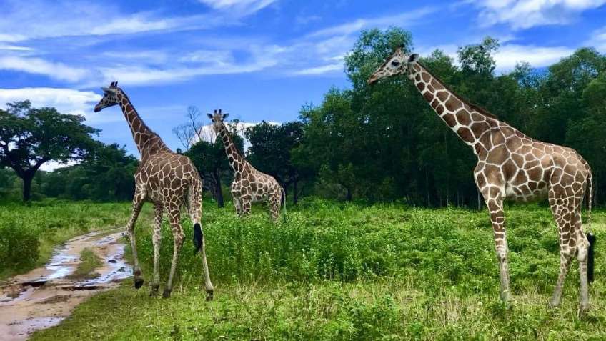 Calauit Safari Park, formerly known as Calauit Game Preserve and Wildlife Sanctuary, is a 3,700-hectare land that is known for the thriving population of giraffes and zebras. Established on August 21, 1976, this park was an initiative of President Ferdinand Marcos during his regime when he brought the African wildlife from Kenya all the way to the lone island of Calauit in Busuanga.
The zebras and the giraffes were more unconcerned to tourists. It was noticeable how they were oblivious to our presence. Neither could these creatures ignore the temptation brought by their food. The park gave us the opportunity to feed the giraffes. As the tour guide handed over a handful of branches to us, the gentle giants approached us and bent over their necks to reach for the leaves. It was a brief encounter with them.
#newyearstrip#newphotographer#travelinspiration#springholiday#merrychristmas#scenicspotguide#unforgettableexperiences#nyedestinations#decembertravel#instagramworthydestinations#holidayvacation#tripinspired#happynewyear
