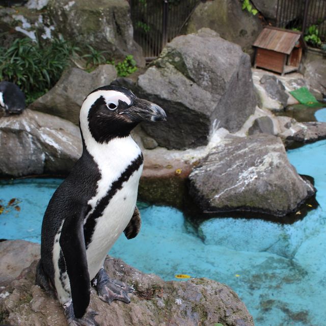 【静岡】伊豆シャボテン動物公園