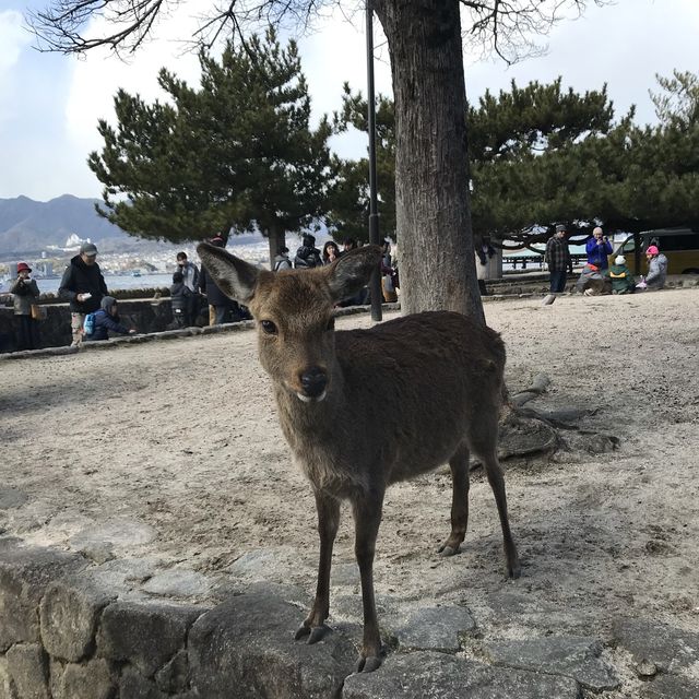 世界遺産 厳島神社