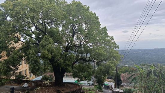 淡水山仔頂登山歩道