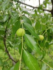 幸福草莓採摘園