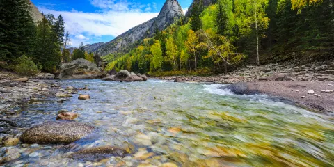 可可託海白樺林