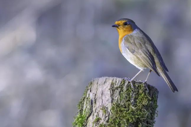 Отели рядом с достопримечательностью «Трентам Гарденс»