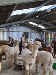 Dunreyth Alpacas