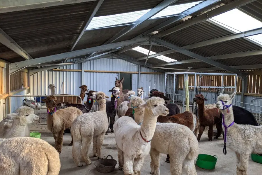 Dunreyth Alpacas