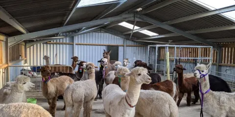 Dunreyth Alpacas