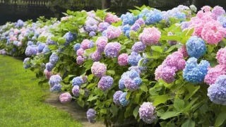 香港賞花22 全年賞花時間表12大品種開花時間 地點一覽遊記攻略 Trip Com遊玩攻略