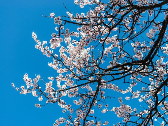 鑑真路桜通り