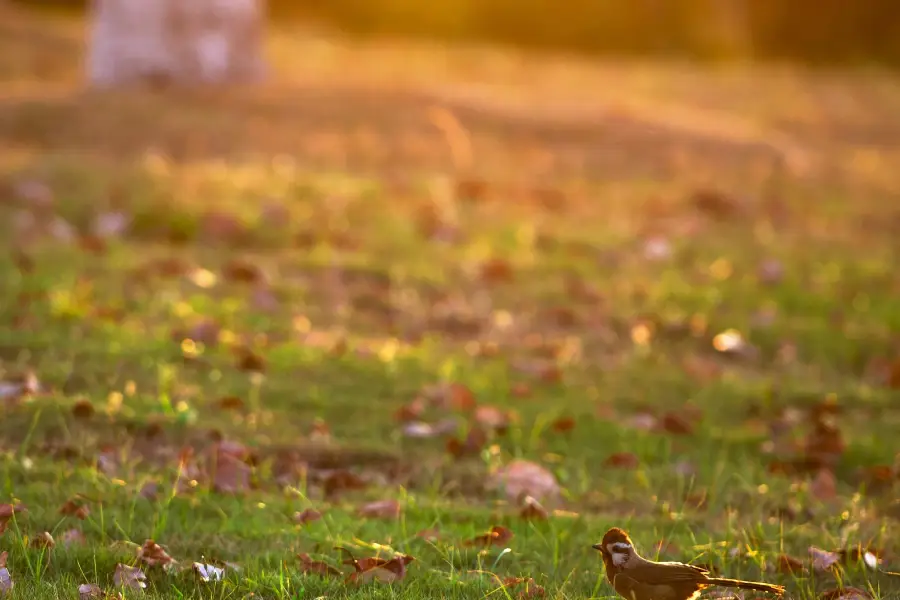 Bird Singing Woods