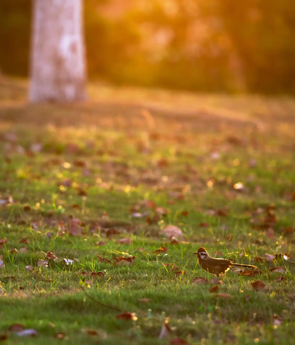 Hotel in zona Bird Singing Woods