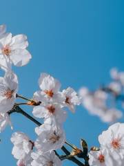 Sakura Park