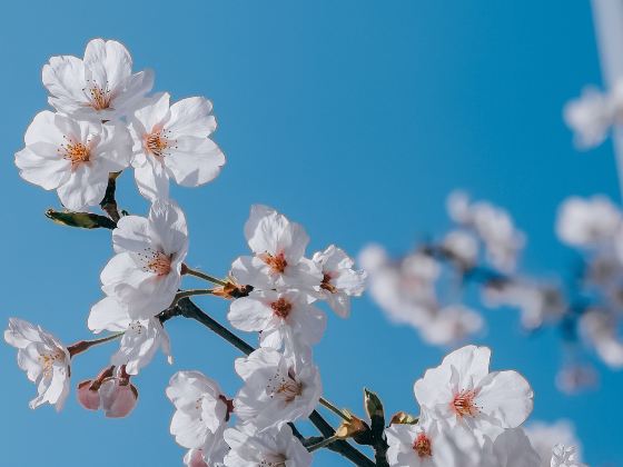 桜花園