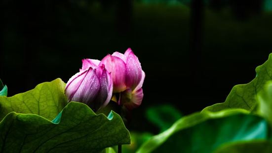 桃花山公園由於處在花叢中，使得公司的景色夭生帶有一種特殊的清