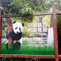 Adorable pandas in a Research Base