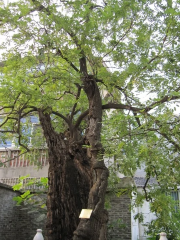 Thousand-Year-Old Locust of Tang Dynasty