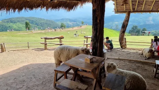 清萊山頂綿羊牧場