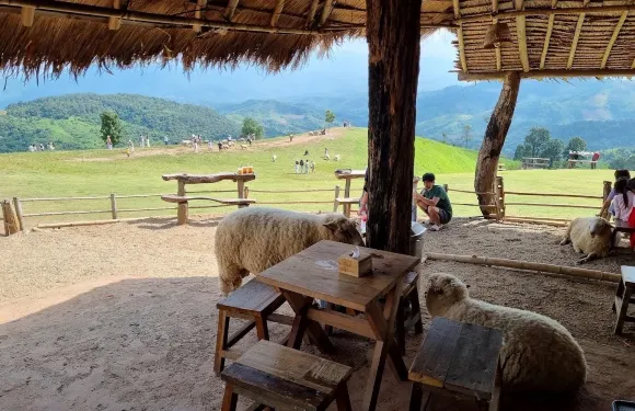清萊山頂綿羊牧場
