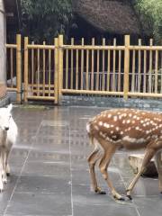 Jinsha Deer Park