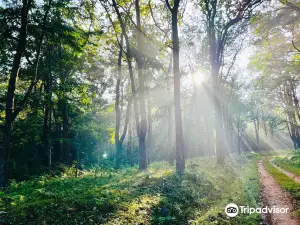 Bhadra Wildlife Sanctuary