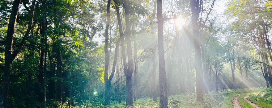 Bhadra Wildlife Sanctuary
