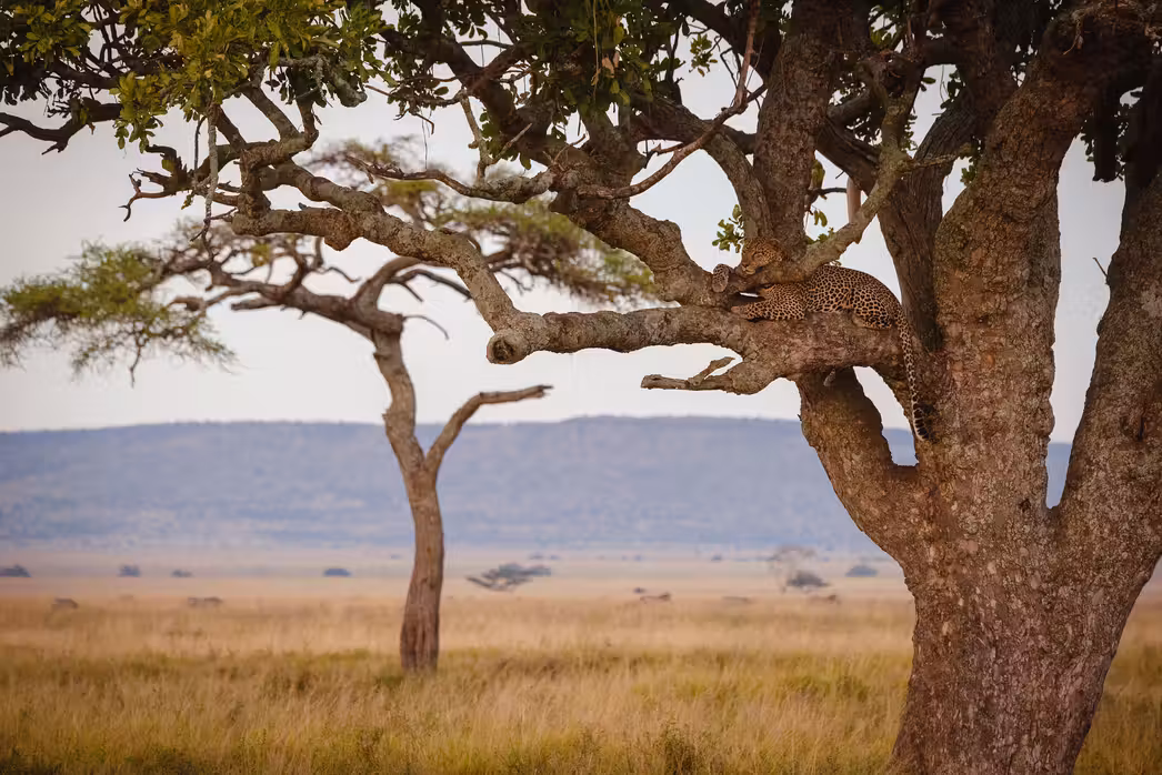Arusha to Seronera Flights