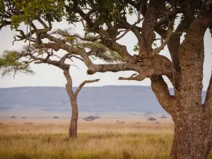 Seronera Serengeti