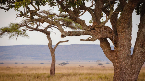 Serengeti Safari Tour