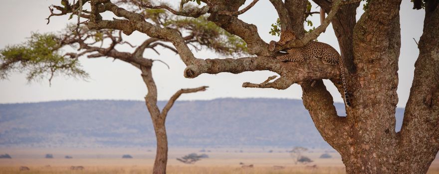 Seronera Serengeti