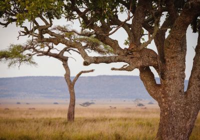 Seronera Serengeti