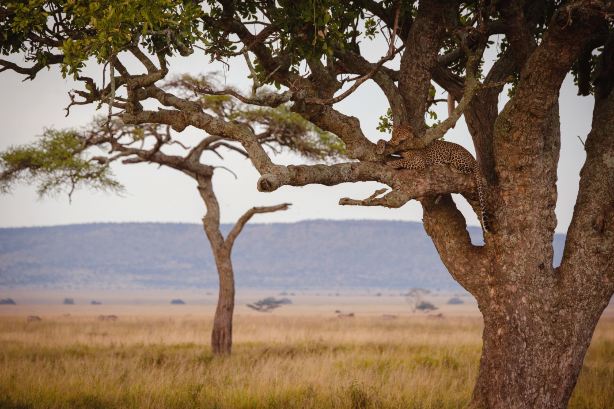 Serengeti Safari Tour