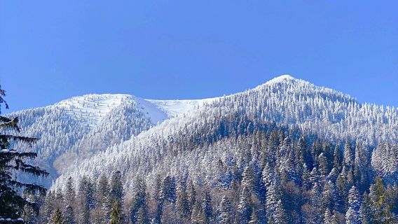 Rehabilitation center of brown bears