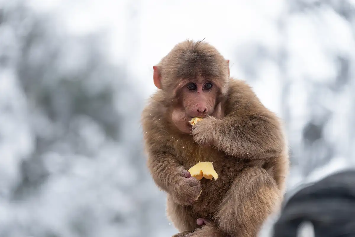 Mount Emei Ecological Monkey Zone