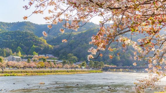 【純玩】三千院+嵐山+嵯嵯峨野觀光小火車日本大阪京都一日遊