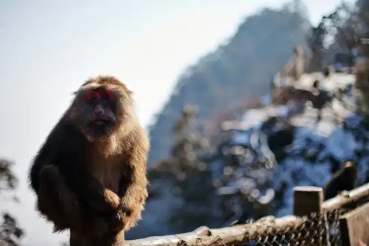 鄰近峨眉山生態猴區的酒店