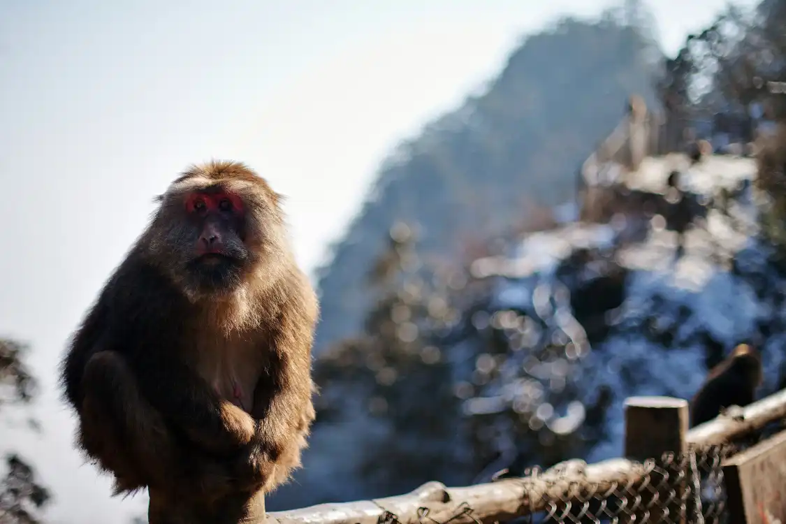Hotels near Mt. Emei Natural Ecology Monkey Reserve