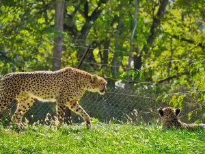 Omaha's Henry Doorly Zoo and Aquarium